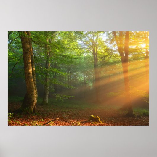 Golden Moment van licht Poster (Voorkant)