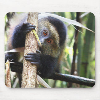 Golden Monkey in het Afrikaanse Oerwoud Muismat
