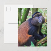 Golden Monkey, Rwanda Briefkaart (Voorkant / Achterkant)