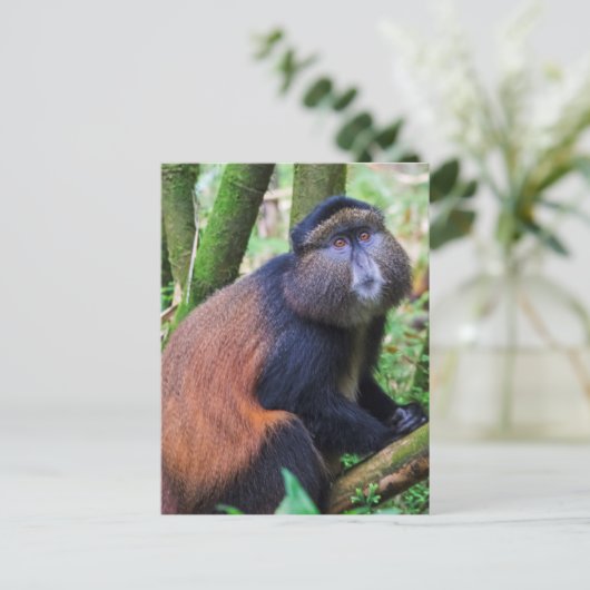 Golden Monkey, Rwanda Briefkaart (Staand voorkant)