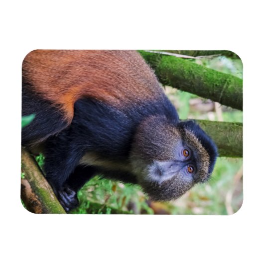 Golden Monkey, Rwanda Magneet (Horizontaal)