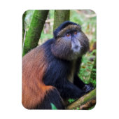 Golden Monkey, Rwanda Magneet (Verticaal)