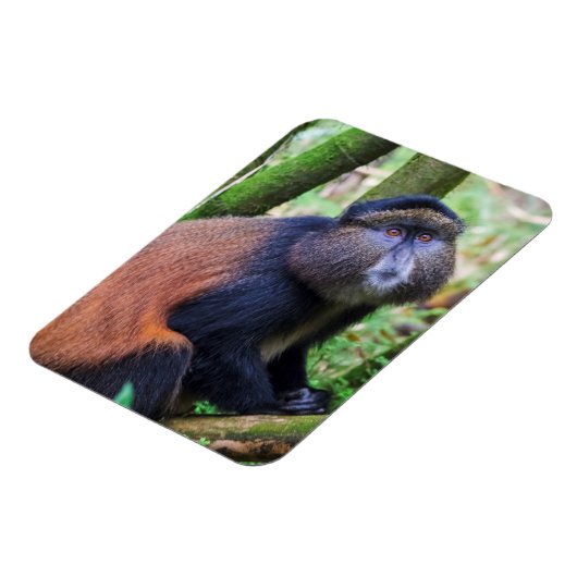 Golden Monkey, Rwanda Magneet (Linkerzijde)