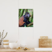 Golden Monkey, Rwanda Poster (Keuken)