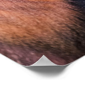 Golden Monkey, Rwanda Poster (Hoek)