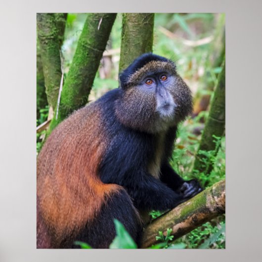 Golden Monkey, Rwanda Poster (Voorkant)