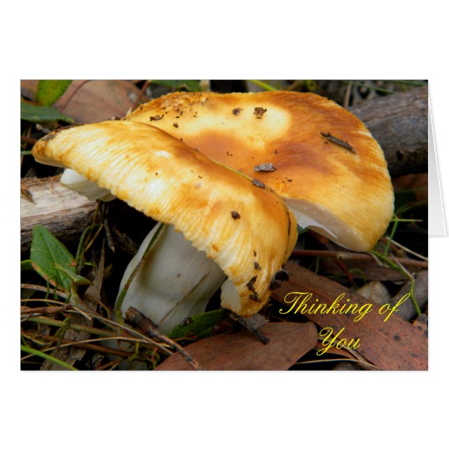 Golden Mushroom (Voorkant Horizontaal)