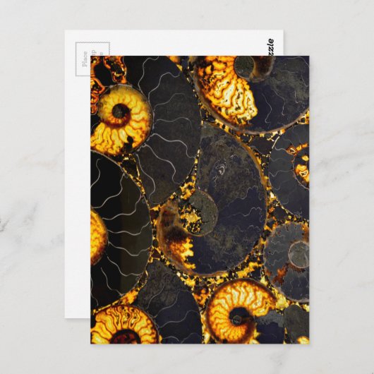 Golden Nautilus Briefkaart (Voorkant / Achterkant)