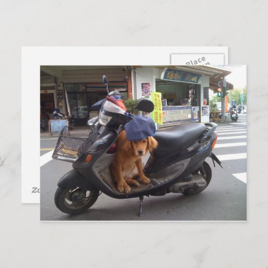 Golden op scooter Briefkaart (Voorkant / Achterkant)
