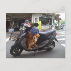 Golden op scooter Briefkaart