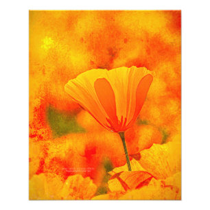 Golden Oranje California Poppy "Land van Sinaasapp Foto Afdruk