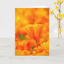 Golden Oranje California Poppy "Land van Sinaasapp