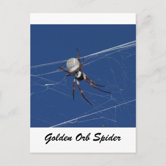 Golden Orb Spider Briefkaart (Voorkant)