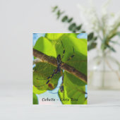 Golden Orb Spider in Cahuita Beach, Costa Rica Briefkaart (Staand voorkant)