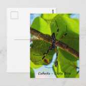 Golden Orb Spider in Cahuita Beach, Costa Rica Briefkaart (Voorkant / Achterkant)