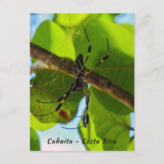 Golden Orb Spider in Cahuita Beach, Costa Rica Briefkaart (Voorkant)