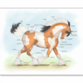 Golden Overo Gypsy Vanner Pony Horse Anatomy Chart Sticker (Voorkant)