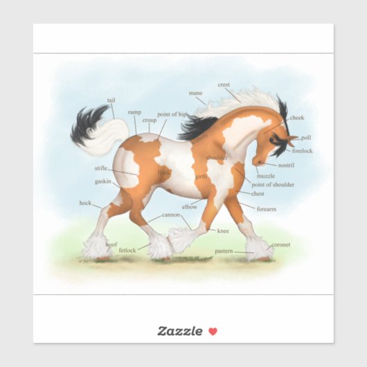 Golden Overo Gypsy Vanner Pony Horse Anatomy Chart Sticker (Vel)
