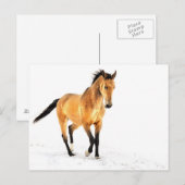 Golden paard in sneeuw briefkaart (Voorkant / Achterkant)