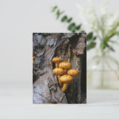 Golden paddestoelen ~ briefkaart (Staand voorkant)