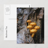 Golden paddestoelen ~ briefkaart (Voorkant / Achterkant)