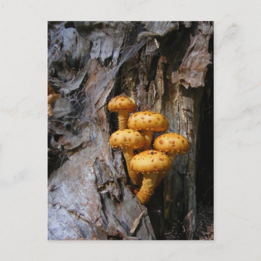 Golden paddestoelen ~ briefkaart (Voorkant)