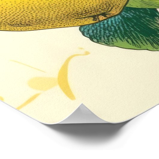 Golden Pear Poster (Hoek)