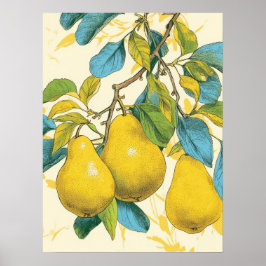 Golden Pear Poster