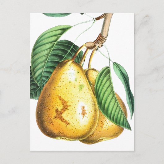 Golden pear Recipe Card Briefkaart (Voorkant)
