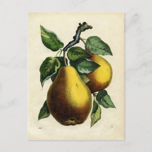 Golden Pears Briefkaart (Voorkant)