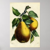 Golden Pears Poster (Voorkant)