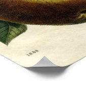 Golden Pears Poster (Hoek)