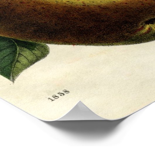 Golden Pears Poster (Hoek)