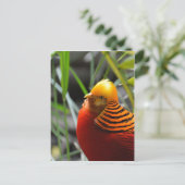 Golden Pheasant Bird Briefkaart (Staand voorkant)