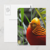 Golden Pheasant Bird Briefkaart (Voorkant / Achterkant)