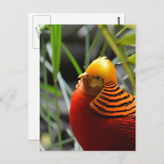 Golden Pheasant Bird Briefkaart (Voorkant / Achterkant)