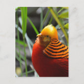 Golden Pheasant Bird Briefkaart (Voorkant)
