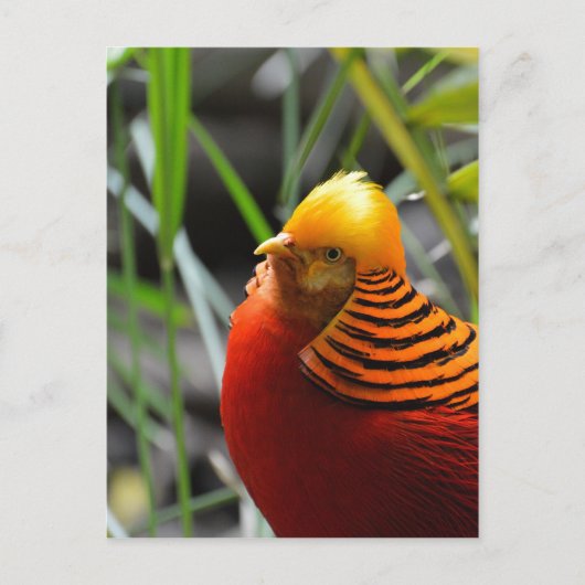 Golden Pheasant Bird Briefkaart (Voorkant)