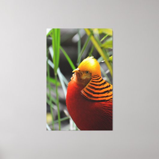 Golden Pheasant Bird Canvas Afdruk (Voorkant)