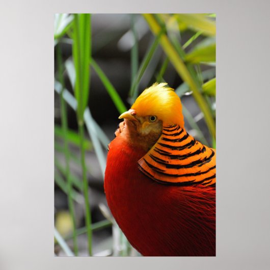 Golden Pheasant Bird Poster (Voorkant)