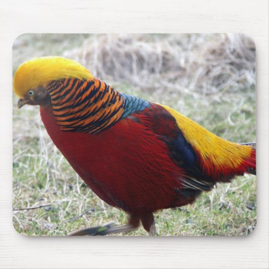 Golden Pheasant - Chrysolophus pictus Muismat (Voorkant)