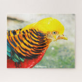 Golden Pheasant Legpuzzel (Horizontaal)
