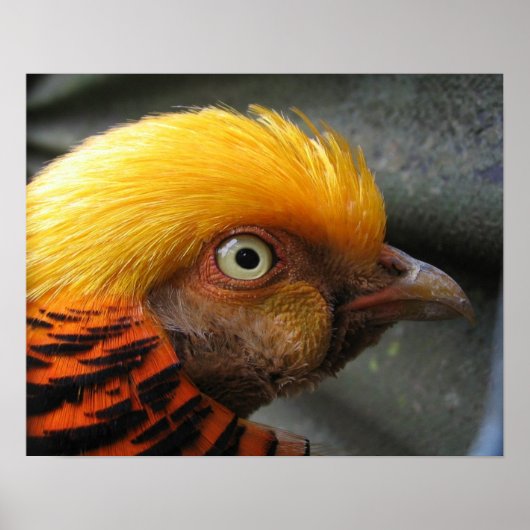 Golden Pheasant Poster (Voorkant)