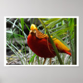 Golden Pheasant Poster (Voorkant)