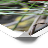 Golden Pheasant Poster (Hoek)