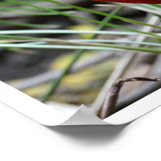 Golden Pheasant Poster (Hoek)