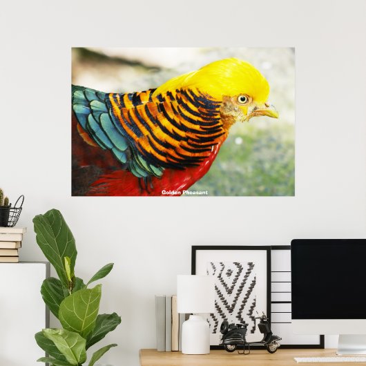 Golden Pheasant Poster (Thuiskantoor)