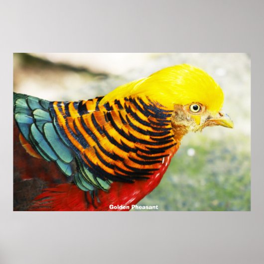 Golden Pheasant Poster (Voorkant)