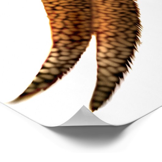 Golden Pheasant Print (Hoek)