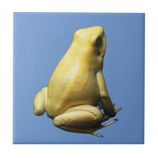 Golden Poison Frog Tegeltje (Voorkant)